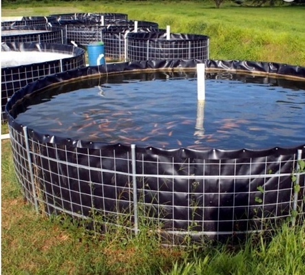 Glatte Oberflächen-Zwischenlagen-Stärke 0.2~3mm PVCs Geomembrane für die Garnelen-Fisch-Fütterung